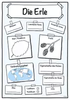 Vorschau - Stundenentwürfe - Steckbrief Erle (Baum/Bäume) - Deckblatt