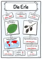 Vorschau - Stundenentwürfe - Steckbrief Erle (Baum/Bäume) - Seite 2
