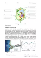 Vorschau - Prüfungsvorbereitung - Klausur Biologie EF Zellbiologie – Pflanzen- & Tierzelle, Zellorganellen, Osmose | mit Erwartungshorizont - Seite 2