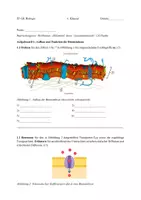 Vorschau - Test - Biologie EF – Klausur zur Biomembran und Mitose: Membrantransport, Zellzyklus & Kontrollpunkte | mit Erwartungshorizont - Seite 1