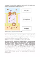 Vorschau - Test - Biologie EF – Klausur zur Biomembran und Mitose: Membrantransport, Zellzyklus & Kontrollpunkte | mit Erwartungshorizont - Seite 2