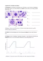 Vorschau - Test - Biologie EF – Klausur zur Biomembran und Mitose: Membrantransport, Zellzyklus & Kontrollpunkte | mit Erwartungshorizont - Seite 3