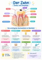 Vorschau - Poster - Gesund Fit Sinne Zähne Hände Poster + Lernkarten - Seite 1
