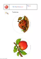 Vorschau - Stundenentwürfe - Die entstehung des Apfels, Das Apfeljahr, Vom Kern bis zum Apfel - Seite 3