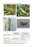 Vorschau - Klassenarbeiten - Evolution von Heuschrecken – Biologie-Klausur Q2 | GK & LK mit Erwartungshorizont - Seite 1