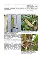 Vorschau - Klassenarbeiten - Evolution von Heuschrecken – Biologie-Klausur Q2 | GK & LK mit Erwartungshorizont - Seite 2