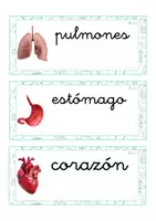 Vista previa - Tarjetas / Manipulativos - Lecto-escritura minúscula ligada (cuerpo humano) - Portada