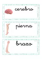 Vista previa - Tarjetas / Manipulativos - Lecto-escritura minúscula ligada (cuerpo humano) - página 1