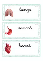 Vista previa - Tarjetas / Manipulativos - INGLÉS - Lecto-escritura minúscula ligada (cuerpo humano) - Portada