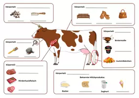Vorschau - Arbeitsblätter - Das Rind als Nutztier – Gruppenarbeit Biologie Klasse 5 | mit Lösungen - Seite 1