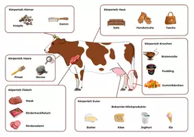 Vorschau - Arbeitsblätter - Das Rind als Nutztier – Gruppenarbeit Biologie Klasse 5 | mit Lösungen - Seite 2