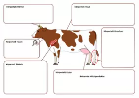 Vorschau - Arbeitsblätter - Das Rind als Nutztier – Gruppenarbeit Biologie Klasse 5 | mit Lösungen - Seite 3