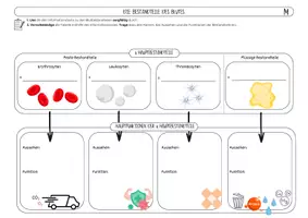 Vorschau - Arbeitsblätter - Die Bestandteile des Blutes – Biologie Klasse 7 | differenziert mit Lösungen - Seite 2