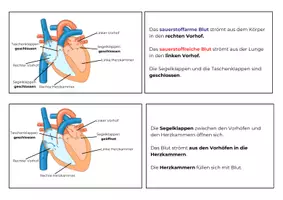 Vorschau - Arbeitsblätter - Der Herzschlag | Biologie Klasse 7 | Tafelkarten, Zuordnungsaufgabe in 2 Niveaus & Domino | mit Lösung - Seite 1