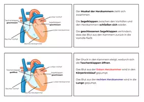 Vorschau - Arbeitsblätter - Der Herzschlag | Biologie Klasse 7 | Tafelkarten, Zuordnungsaufgabe in 2 Niveaus & Domino | mit Lösung - Seite 2