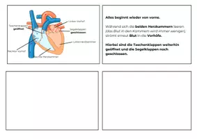 Vorschau - Arbeitsblätter - Der Herzschlag | Biologie Klasse 7 | Tafelkarten, Zuordnungsaufgabe in 2 Niveaus & Domino | mit Lösung - Seite 3