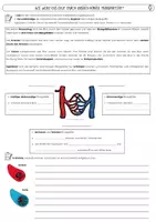 Vorschau - Arbeitsblätter - Blutgefäße: Arterien, Venen & Kapillaren | Biologie Klasse 7/8 | differenziertes Arbeitsblatt (G/M) mit Lösungen - Deckblatt