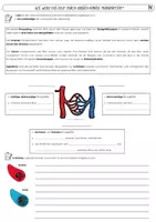 Vorschau - Arbeitsblätter - Blutgefäße: Arterien, Venen & Kapillaren | Biologie Klasse 7/8 | differenziertes Arbeitsblatt (G/M) mit Lösungen - Seite 1