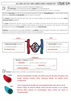 Vorschau - Arbeitsblätter - Blutgefäße: Arterien, Venen & Kapillaren | Biologie Klasse 7/8 | differenziertes Arbeitsblatt (G/M) mit Lösungen - Seite 2
