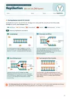 Vorschau - Stundenentwürfe - Replikation der DNA: identische Verdopplung, Enzyme, Leit- & Folgestrang | Unterrichtsreihe "Genetik", Biologie 9./10. Klasse - Seite 3