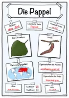 Vorschau - Arbeitsblätter - Steckbrief Pappel (Baum/Bäume) - Seite 3