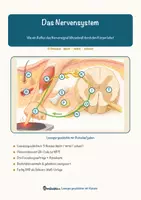 Vorschau - Arbeitsblätter - Das Nervensystem – Lesespurgeschichte mit Rätselaufgaben (Klasse 9) - Seite 1