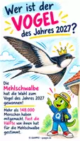 Vorschau - Präsentationen/Tafelbilder - Mehlschwalbe – Vogel des Jahres 2027 | Sachunterricht Klasse 2–4 - Deckblatt
