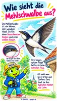 Vorschau - Präsentationen/Tafelbilder - Mehlschwalbe – Vogel des Jahres 2027 | Sachunterricht Klasse 2–4 - Seite 2