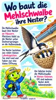 Vorschau - Präsentationen/Tafelbilder - Mehlschwalbe – Vogel des Jahres 2027 | Sachunterricht Klasse 2–4 - Seite 3