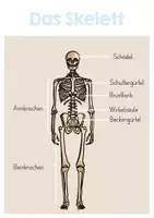 Vorschau - Poster - Mein Körper – Lernplakate zum Skelett und zur Verdauung - Seite 3