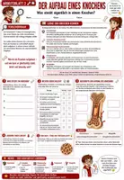 Vorschau - Stundenentwürfe - 🦴💪 Bewegungsapparat – Komplettpaket ⚙️🩻 | Skelett & Knochen, Gelenke, Wirbelsäule, Hand & Fuß & Muskulatur (Muskeln) 🔬 | Arbeitsblätter ✏️ Lösungen ✅ Einstiege 💡 Ausstiege 💬 Didaktische Empfehlung| Biologie (Bio) Klasse 7–8 🎓 - Seite 2