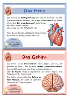 Vorschau - Merkblätter - Organe des Menschen – Wissenskarten | Sachunterricht Klasse 3/4 - Seite 2