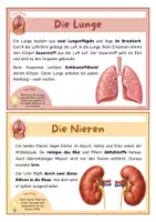Vorschau - Merkblätter - Organe des Menschen – Wissenskarten | Sachunterricht Klasse 3/4 - Seite 3