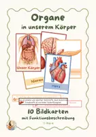 Vorschau - Präsentationen/Tafelbilder - Organe des Menschen – Bildkarten Tafelmaterial | Sachunterricht - Deckblatt