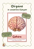 Vorschau - Präsentationen/Tafelbilder - Organe des Menschen – Bildkarten Tafelmaterial | Sachunterricht - Seite 1
