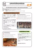 Vorschau - Arbeitsblätter - Lebensmittelkennzeichnung: Eier, Milch und Fleisch | AES | mit Lösungen - Seite 3