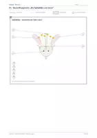 Vorschau - Anderer Materialtyp - Biologie: Lapbook - Blüten - Seite 2