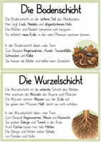 Vorschau - Stationenlernen - die Stockwerke des Waldes, kurze Info Texte - Seite 2