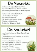 Vorschau - Stationenlernen - die Stockwerke des Waldes, kurze Info Texte - Deckblatt