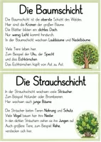 Vorschau - Stationenlernen - die Stockwerke des Waldes, kurze Info Texte - Seite 1