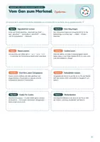 Vorschau - Stundenentwürfe - Vom Gen zum Merkmal: Proteinbiosynthese (Transkription, Translation, genetischer Code) | Unterrichtsreihe "Genetik", Biologie 9./10. Klasse - Seite 2