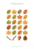 Vorschau - Mal- und Bastelvorlagen - Herbstblätter und Naturmotive zum Ausschneiden - Seite 1