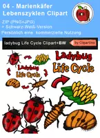 Vorschau - selbst erstellte Cliparts/Grafiken - Marienkäfer Lebenszyklen Clipart - Deckblatt