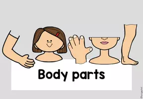 Vorschau - Poster - Themenplakat Body parts - Einheitsposter - Seite 2