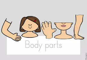 Vorschau - Poster - Themenplakat Body parts - Einheitsposter - Seite 3