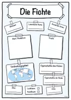 Vorschau - Stundenentwürfe - Steckbrief Fichte (Baum/Bäume) - Seite 1