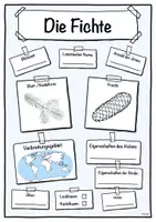 Vorschau - Stundenentwürfe - Steckbrief Fichte (Baum/Bäume) - Deckblatt