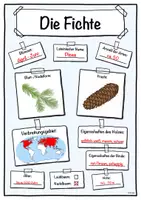 Vorschau - Stundenentwürfe - Steckbrief Fichte (Baum/Bäume) - Seite 3