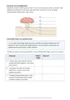 Voorbeeld - 🍄 Het geheim van de paddenstoel – paddenstoelen en opruimers in het bos - Pagina 2
