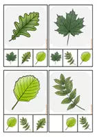 Vorschau - Fördermaterial/Inklusion - Klammerkarten, Früchte und Blätter, Wald - Seite 2